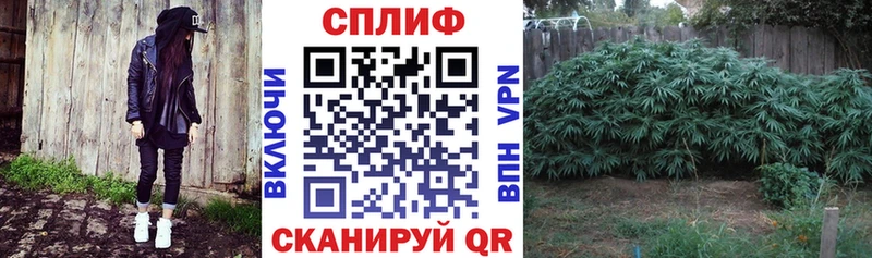 Конопля Amnesia  Сельцо 